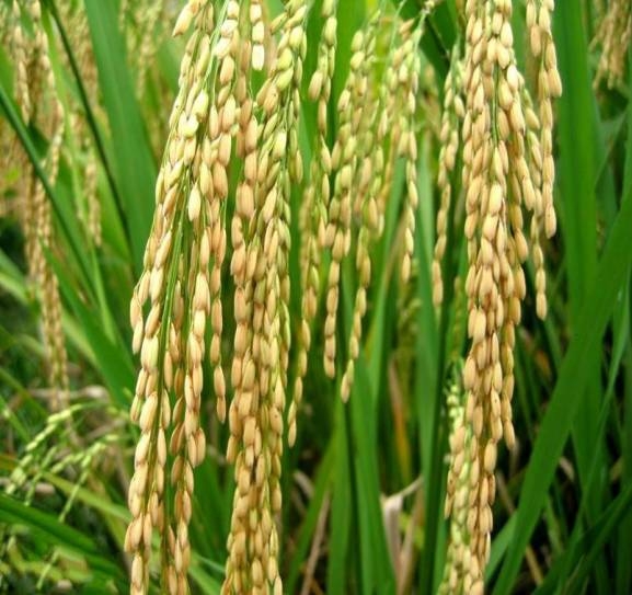 ​香稻增香增产栽培技术