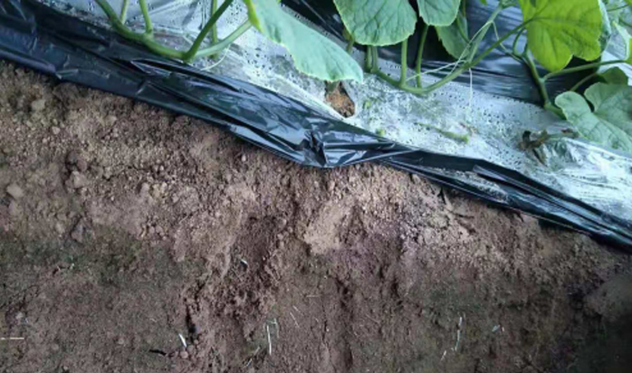 大棚黄瓜使用根泉1号促根效果