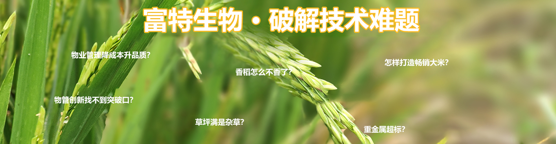 功能性水稻