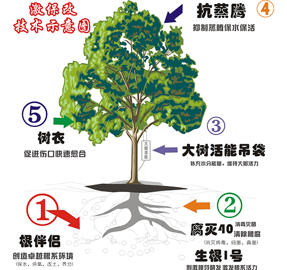 大树移栽“激、保、改”技术