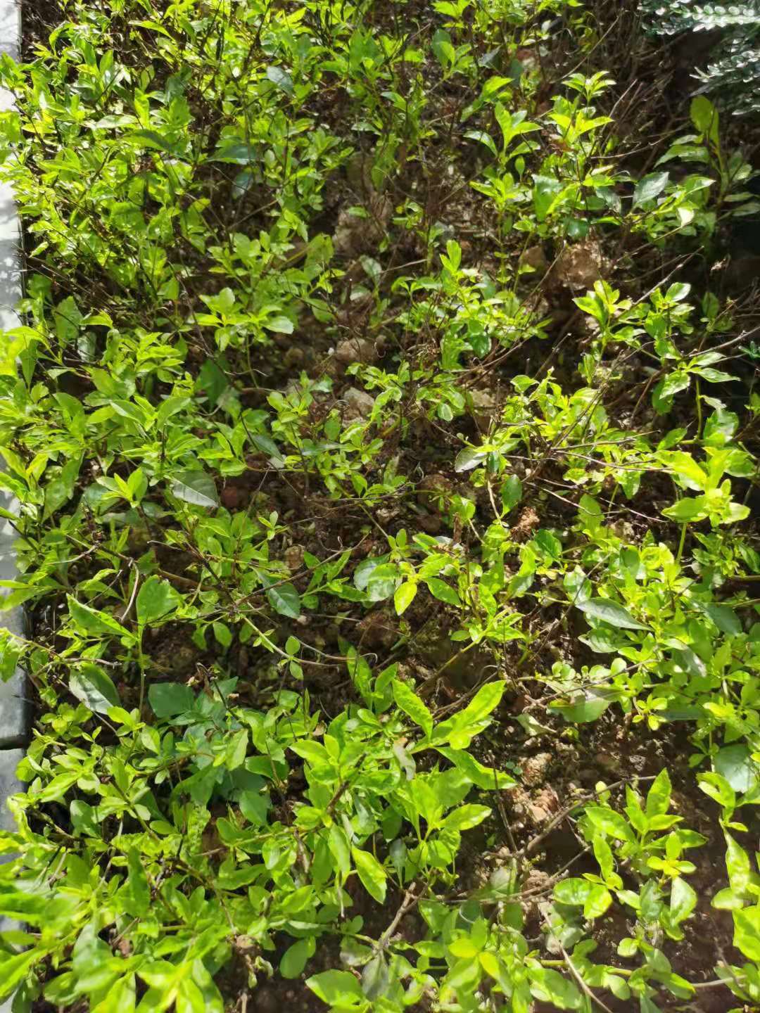 园林植物肥料
