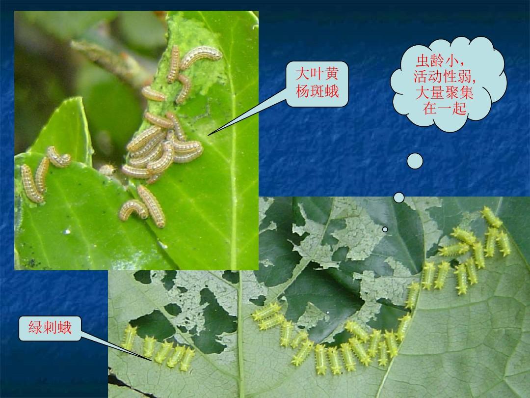 园林养护