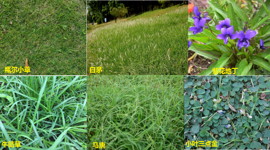 草坪除杂草.png