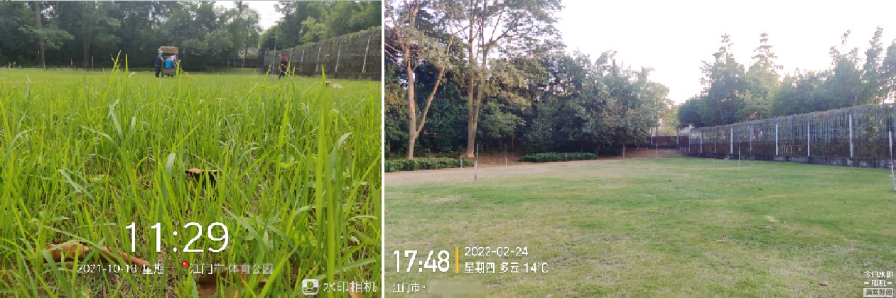 草坪除杂草