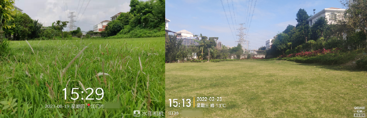 草坪除杂草