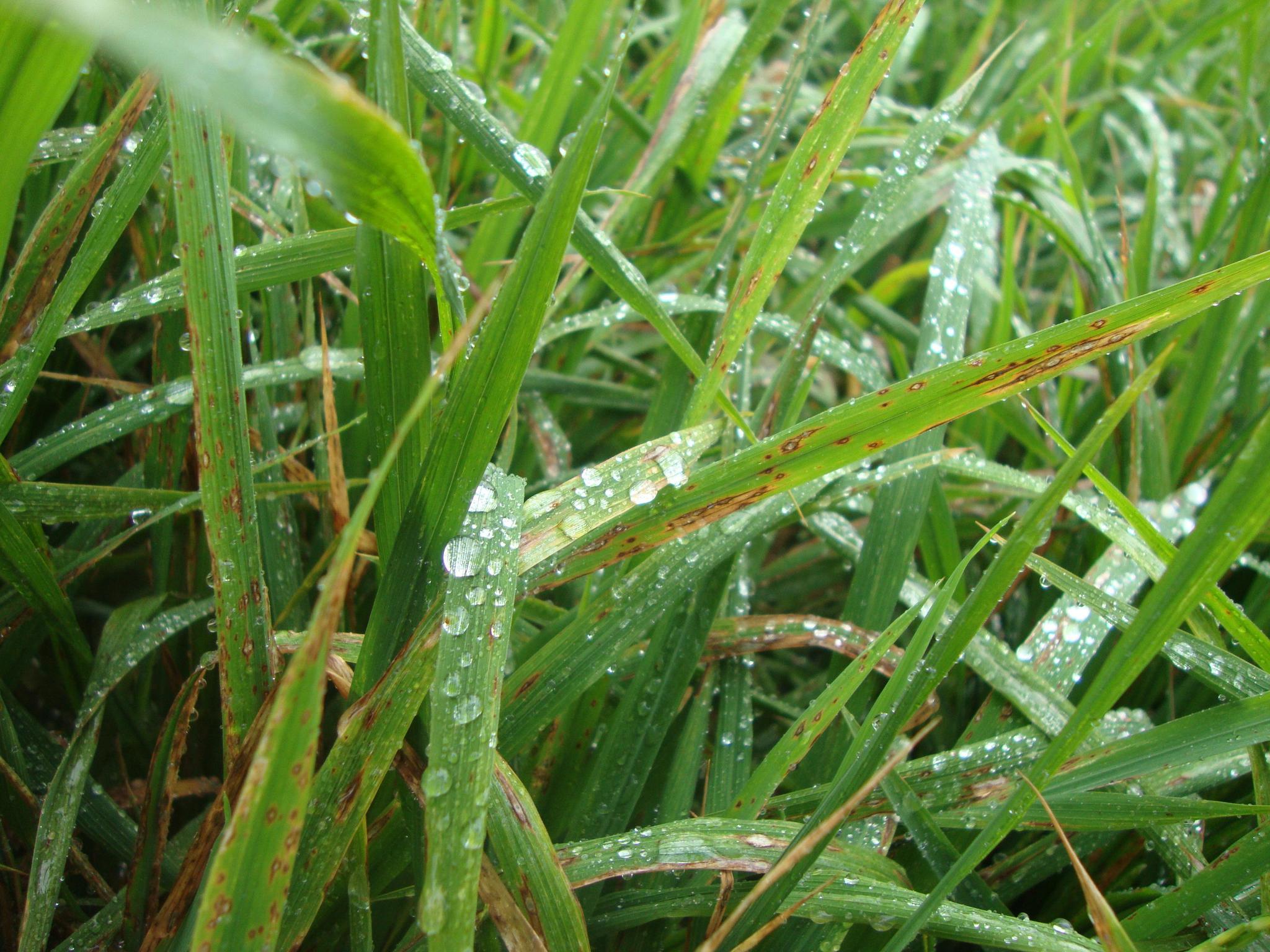 水稻抗病抗逆抑虫