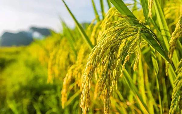 水稻富硒技术 水稻富硒技术