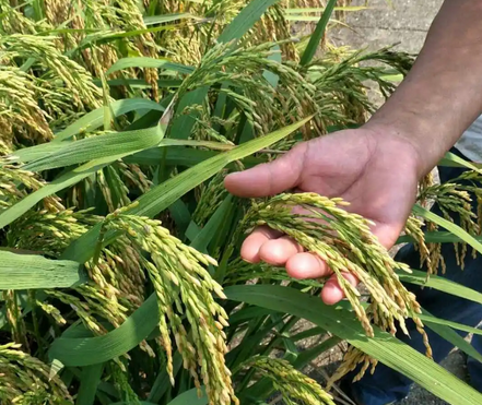 水稻富硒技术 水稻富硒技术