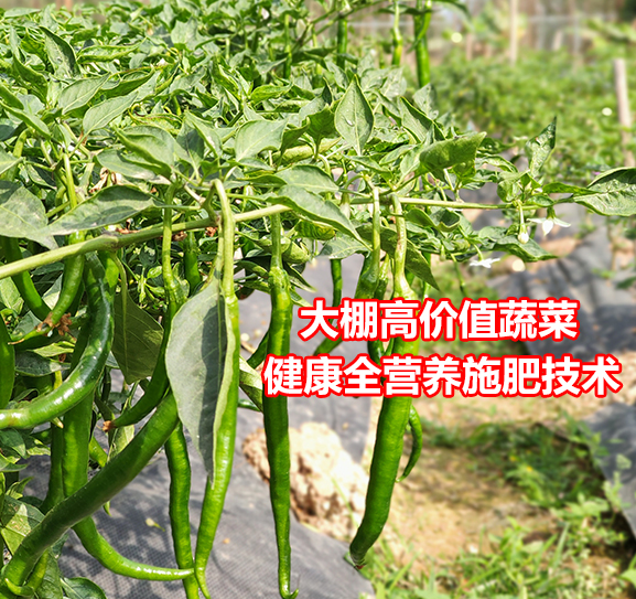大棚高价值蔬菜健康全营养施肥技术