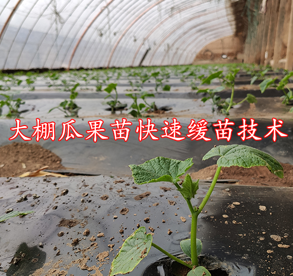 大棚瓜果苗快速缓苗技术
