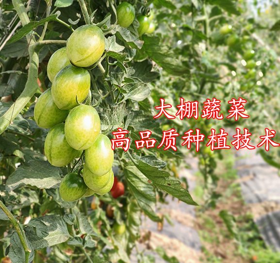 大棚蔬菜高品质种植技术