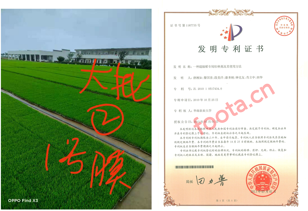 水稻抗冻育秧